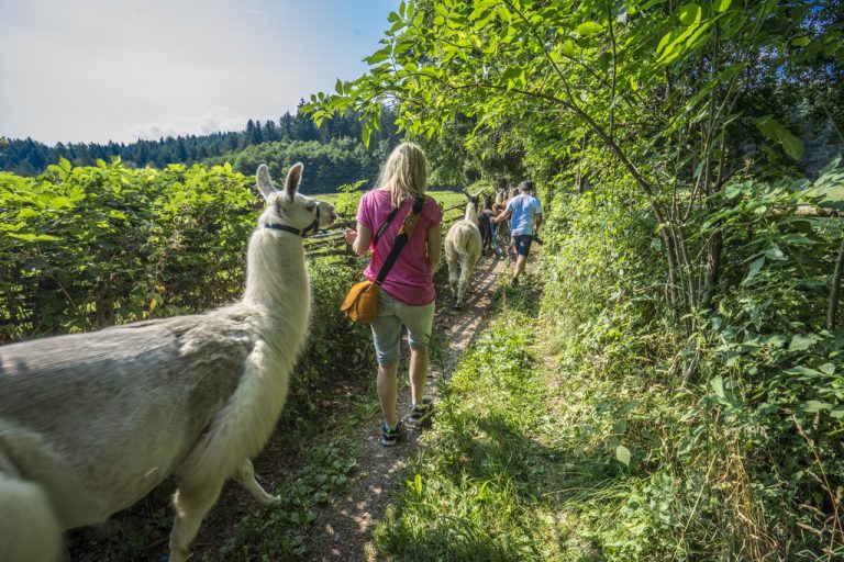 Planinarenje lama