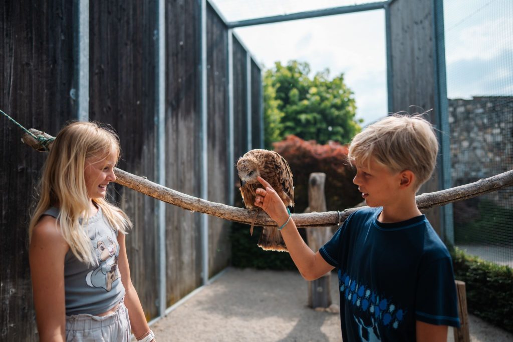 Eagle arena and Landskron bird of prey show © Region Villach Tourismus GmbH | Martin Hofmann